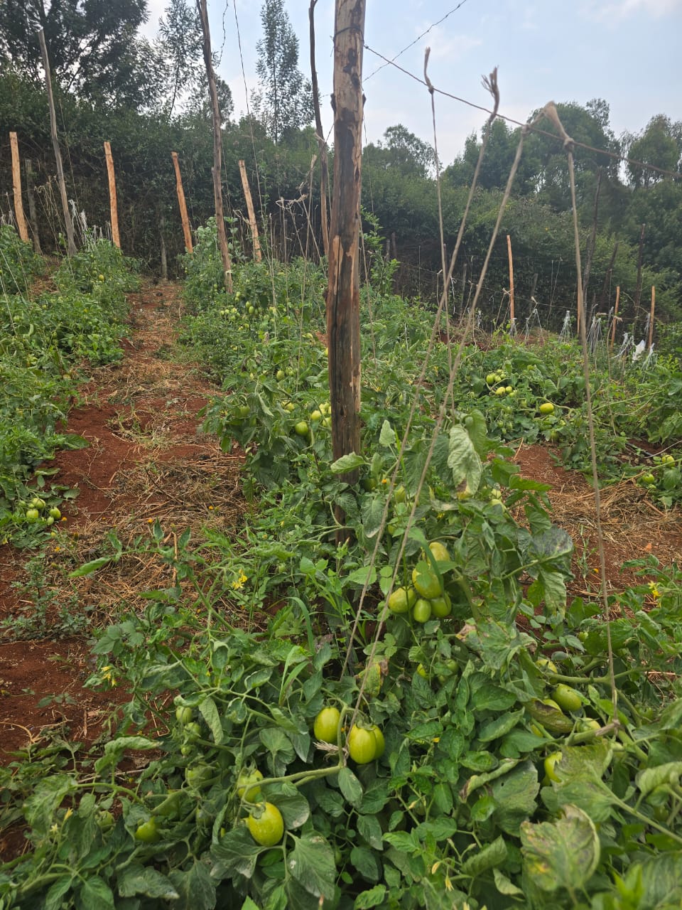 Farm Produce